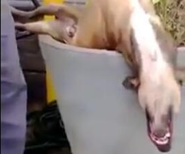 网友叫狗狗看家,結果它睡成一条死狗,网友:我懒是还房贷累的