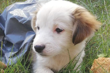 漂泊小奶狗被当废弃物丢在草地上，见到小家伙的样子，女生心痛坏掉