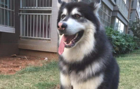 针对阿拉斯加犬而言,女主角公出确是自身飞升,二货造型设计不忍直视