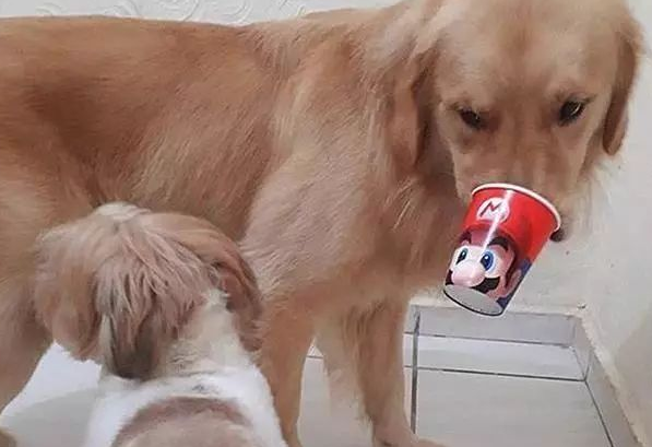 金毛智商高偷爆米花？仅因幼狗贪吃，狗狗挑选用借口蒙骗铲屎官