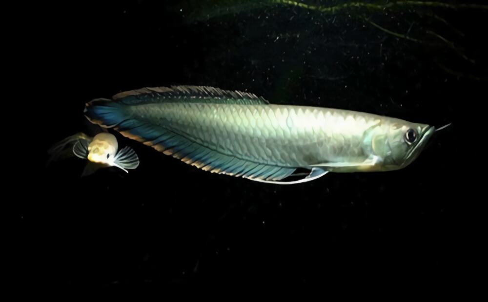 黑龙鱼身份信息