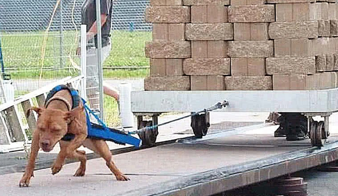 女子看不上比特犬柔弱,便每日开展魔鬼训练,1月后没有人敢上门服务了