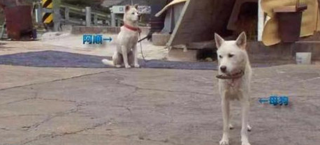 狗狗偷吃完就跑 不料数月狗妈妈带狗崽上门讨债
