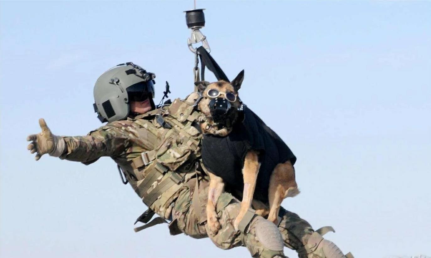 退役军犬大街上挣脱绳索,咬死路人!调查结果令人落泪