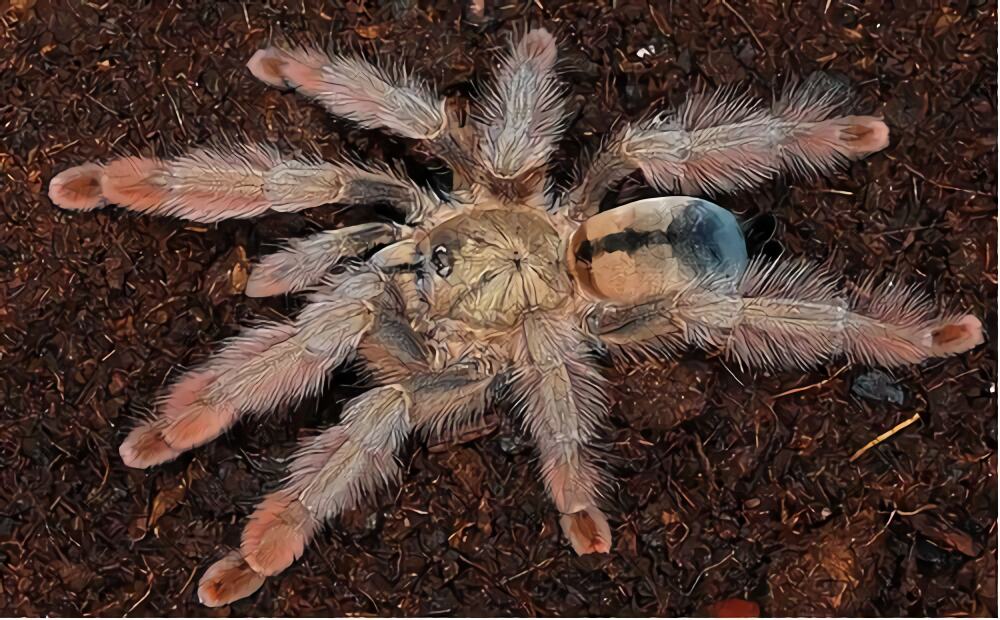 巴拿马黄金身份信息