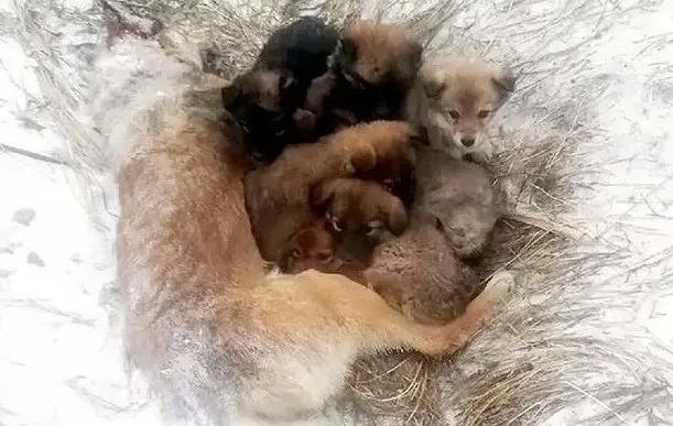 狗妈妈抱7只小狗冻死在雪地里!