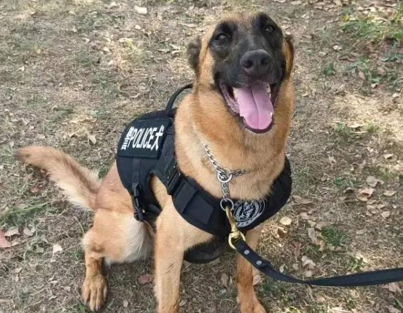 你想拥有一只警犬吗?上海首批退役警犬开放领养!