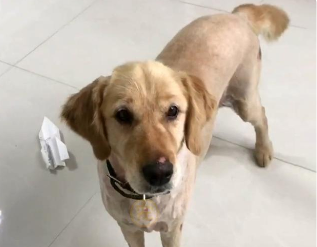 连续两次被抛弃的金毛犬,叼着牵引绳在雨中呜咽,狗:主人你在哪