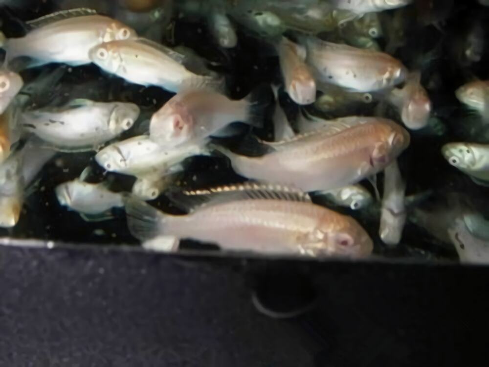 白玉凤凰身份信息