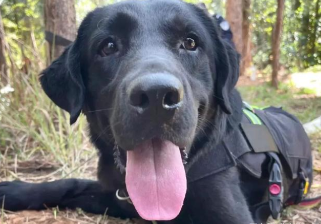 警犬执勤时偷吃百香果,训导员却大加赞赏:好样的!
