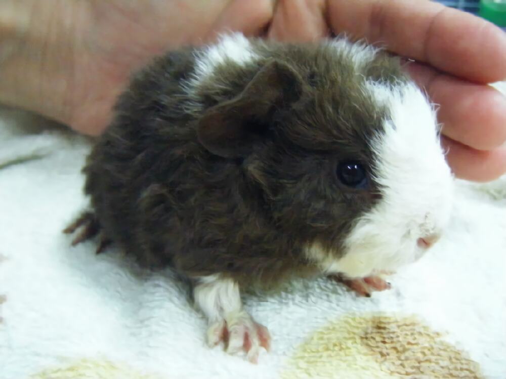 长卷毛天竺鼠身份信息