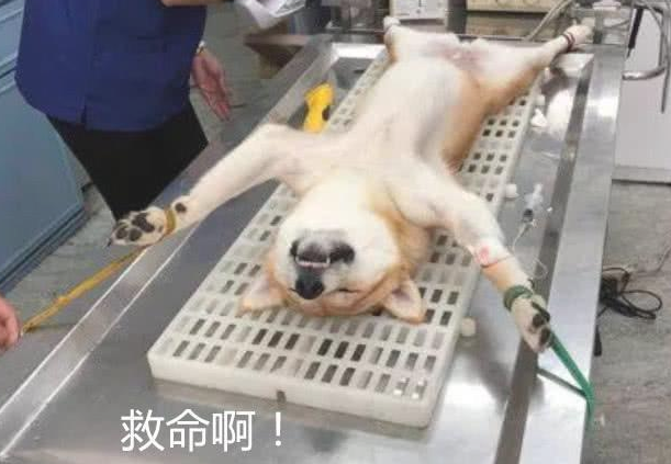 带狗子去动手术，大夫笑着跑出去，主人家进来一瞧双眼发傻