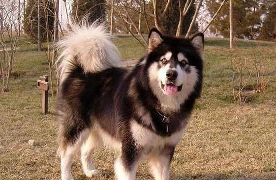 一只大型犬被吉娃娃吓哭,模样十分委屈,主人却忍不住笑了