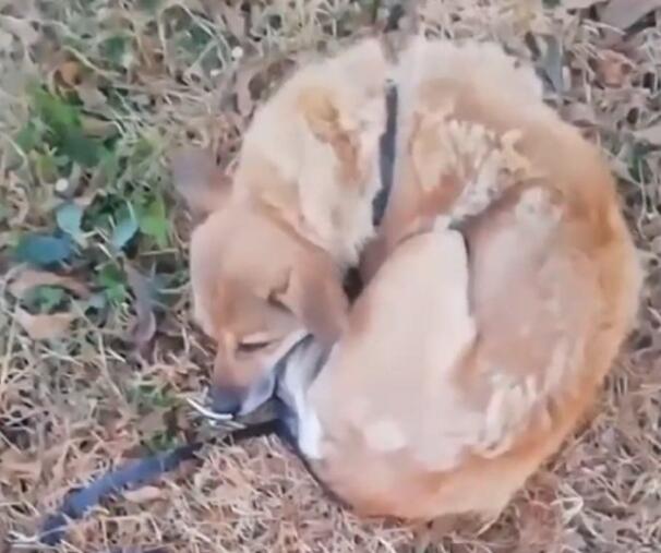 寒冬里，流浪狗连续两天在草地上无助发抖，还好遇上了好心小哥，狗狗终获救