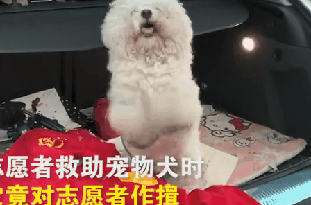 树下拴着一只被抛弃的比熊,解开绳子后,狗狗的作揖让救助者落泪