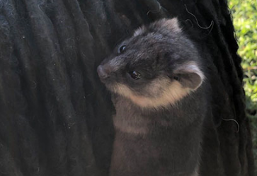 夫妇遛狗，发现一只负鼠抱着狗狗不撒手，第二天“奇遇”再次发生