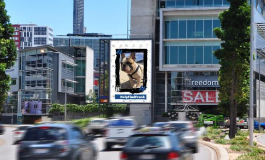 心爱斗牛犬丢失，土豪主人竟用这种方法寻狗！声称不找到绝不罢休