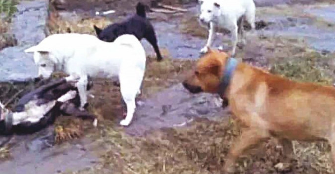 比特犬欺压土狗,将它按在土里暴揍,下一秒界面,令人瞪大眼睛!