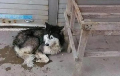 路人给流浪狗送盒饭，结果出现这场景被围观，看完不许哭！