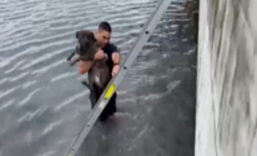 消防员壮汉神救援！一鼓作气拯救落水狗狗