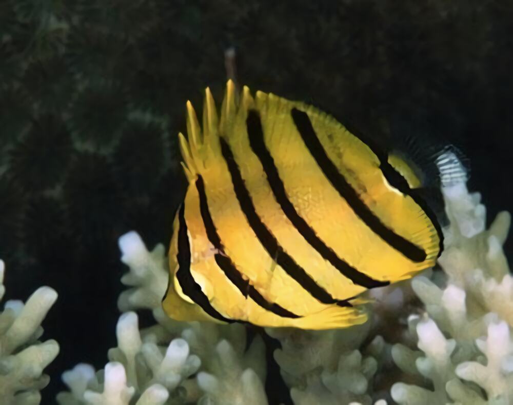 八带蝴蝶鱼身份信息