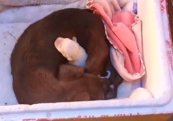 小狗还是没熬过去,狗肉馆产子的狗狗不停舔舐死去的小狗,依依不舍令人心痛