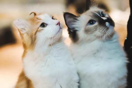 宠物网红,替人赚钱的工具猫狗