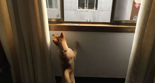 柴犬醒来发觉又“上当受骗”了,主人又看不到了,狗:因为我去玩