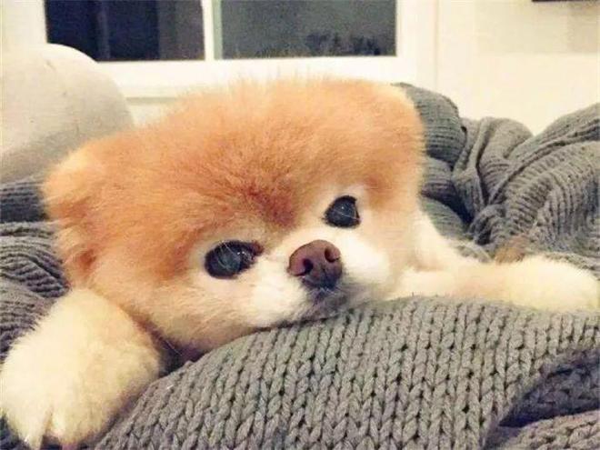 400W粉网红狗八一病逝,生前眼神真好刀