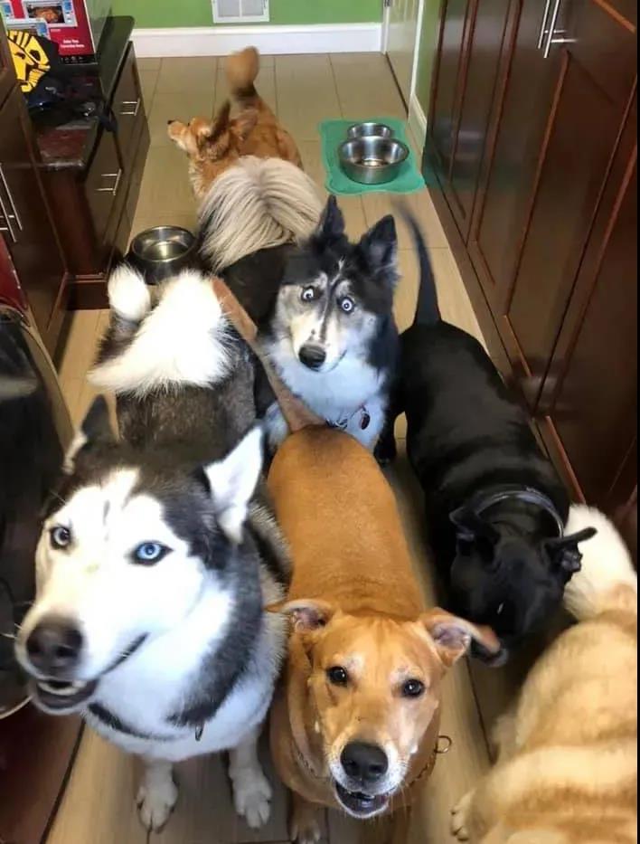 哈士奇因太丑被抛弃,网友:这么可爱的狗子,给我养啊!