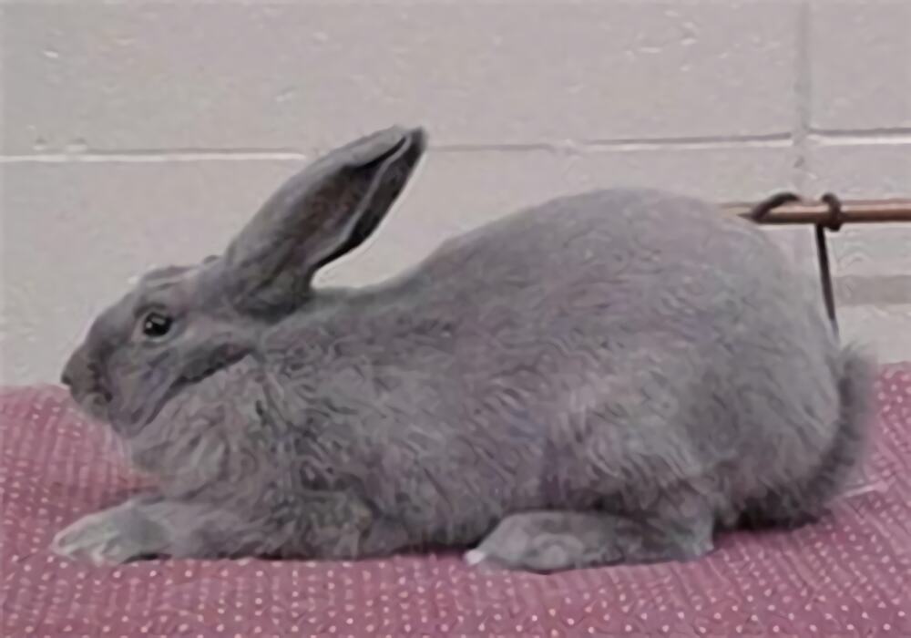 比华伦兔身份信息