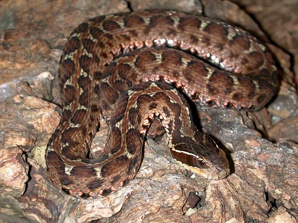 白眉蝮身份信息