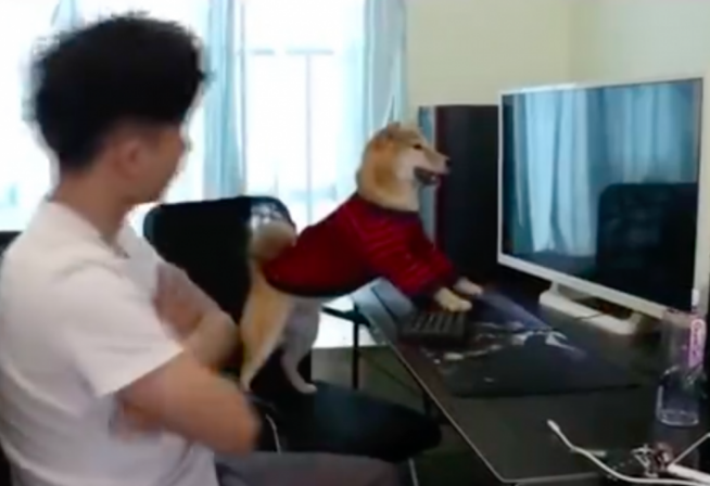 狗狗抢主人手机游戏玩,把电脑上关闭后它小目光好入戏:让你砸了你完了