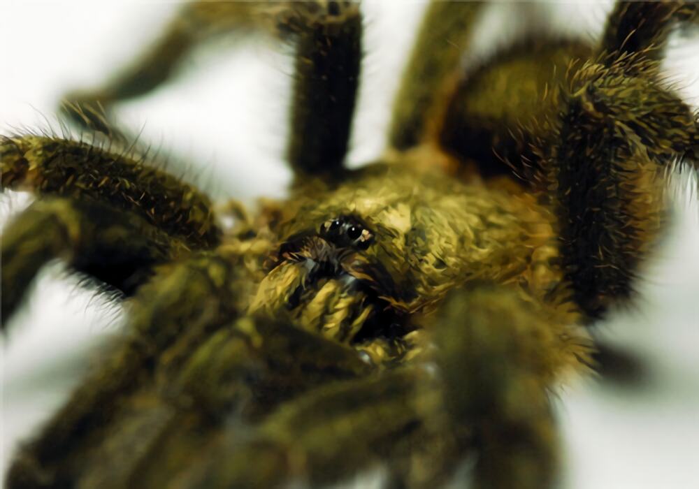 哥斯达黎加橙嘴身份信息