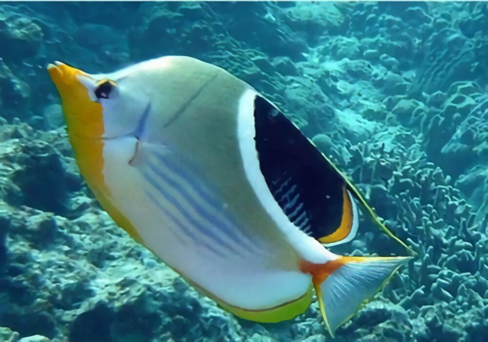 鞭蝴蝶鱼身份信息