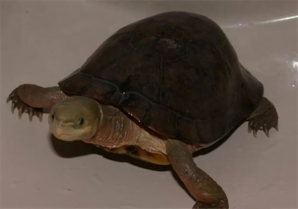 周氏闭壳龟身份信息