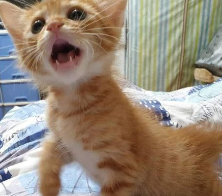 霸王猫在家爆气顶嘴 外出躲进外套折手手泛泪