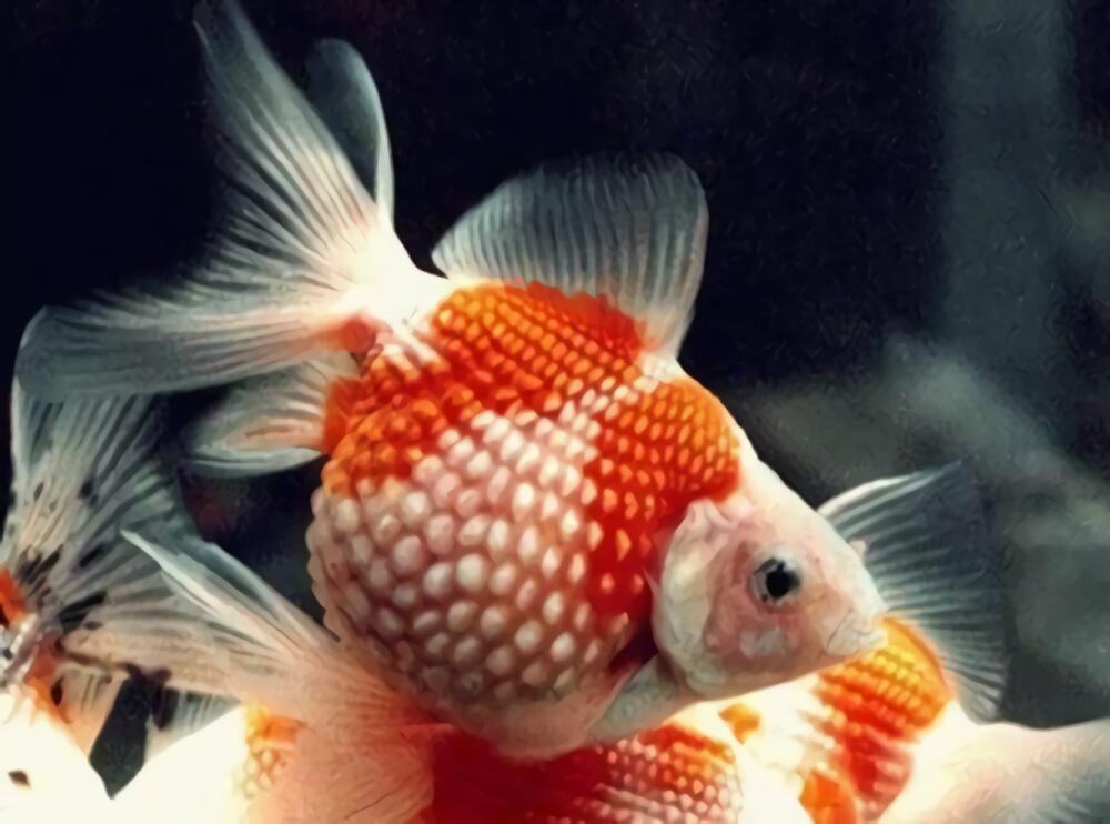 凤尾花珍珠身份信息