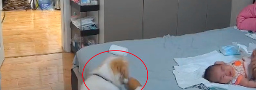 宝宝半夜哭了,狗狗第一时间叼玩具过去哄他