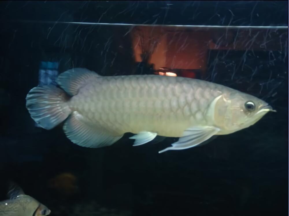 青龙鱼身份信息