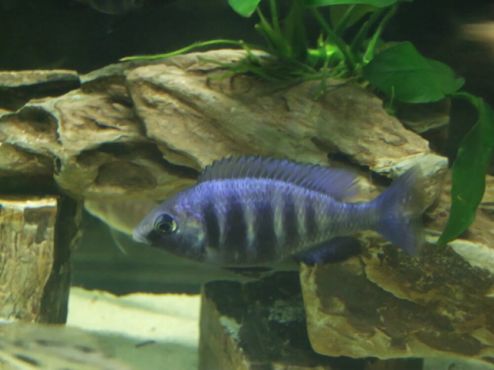 蓝宝石鱼身份信息