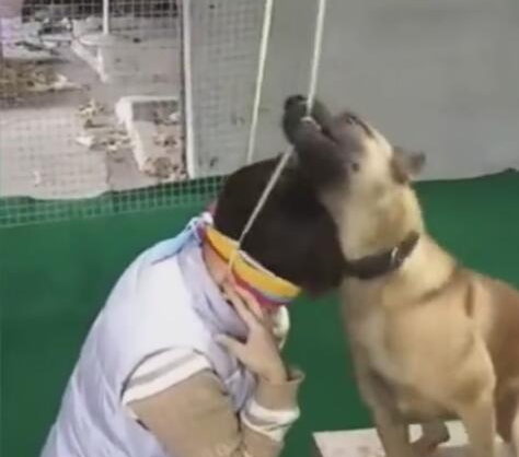 主人装作吊死,狗狗快速解救,利牙一瞬间咬掉挂件绳!