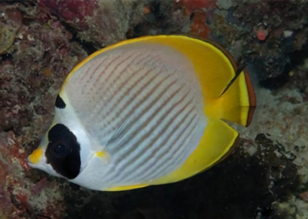 熊猫蝶身份信息