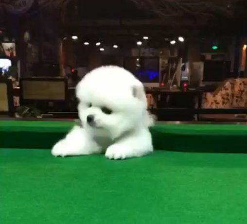 两位男孩意外在洞里发现有一只比特犬