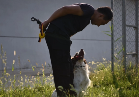 帅炸了!德州警犬出圈,全省第一!