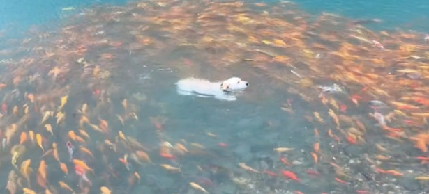 狗狗跳进有锦鲤的湖里,一群锦鲤全都围着它转圈