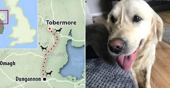跟新主人回家秒逃脱,黄金猎犬穿越64km回旧家!