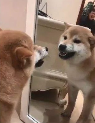 柴犬照镜子后开始不得劲了,还和自身发生争执:里边的家伙快出来!