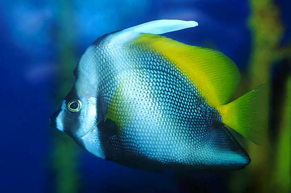 四带马夫鱼身份信息