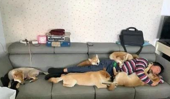 主人家在沙发上睡觉了,几个柴犬统统趴到他的身上,压力很大啊!